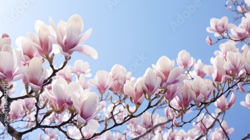 A close up of a tree with pink flowers photo