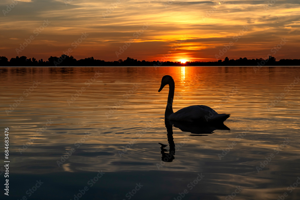 The silhouette of a graceful swan during a colorful sunset over lake Zoetermeerse Plas, Netherlands