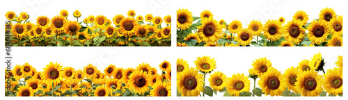 Set of picturesque sunflower fields, cut out