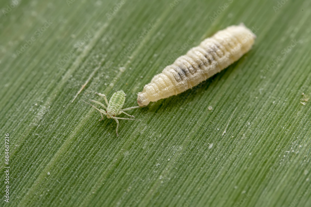 syrphid larva prey on aphids on the leaves of wild plants syrphid larva prey on aphids on the leaves of wild plants