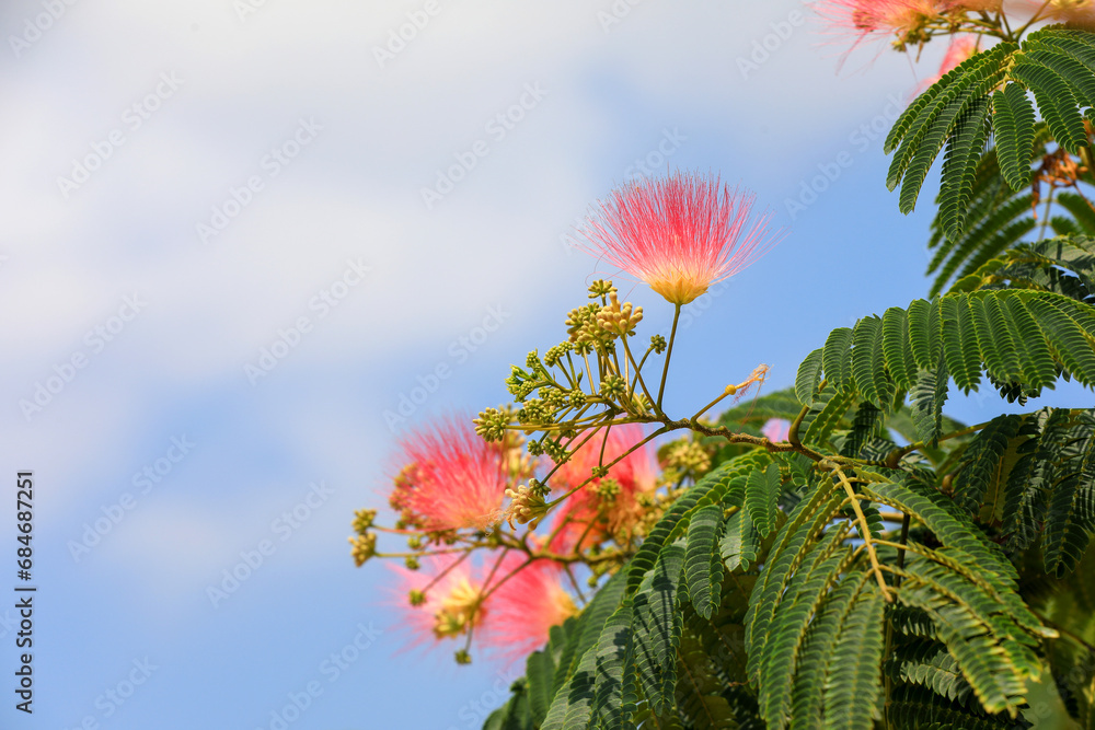 silk tree Under the background of blue sky and white clouds, North China silk tree Under the background of blue sky and white clouds, North China