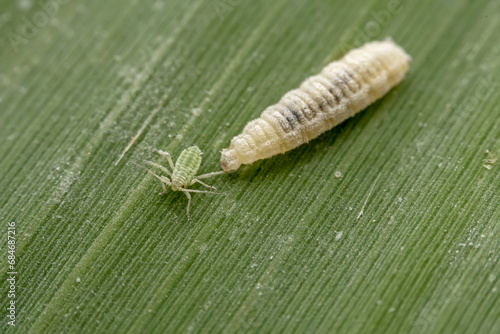 syrphid larva prey on aphids on the leaves of wild plants