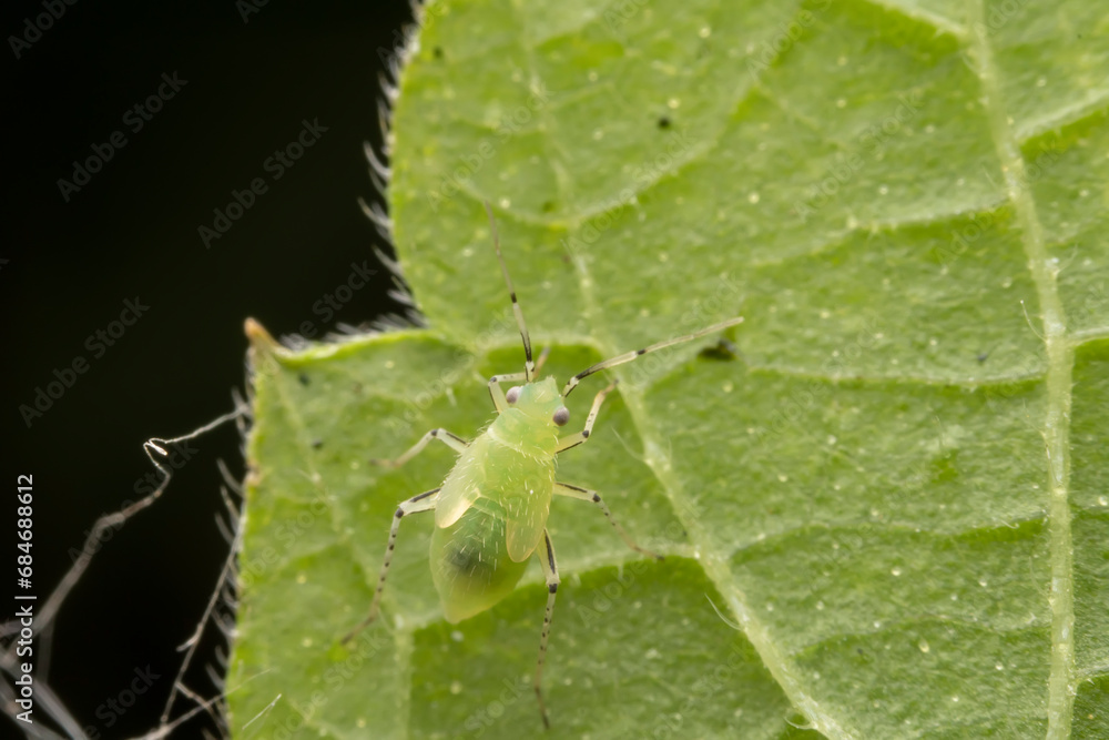 The stinkbug family insects inhabit wild plants The stinkbug family insects inhabit wild plants
