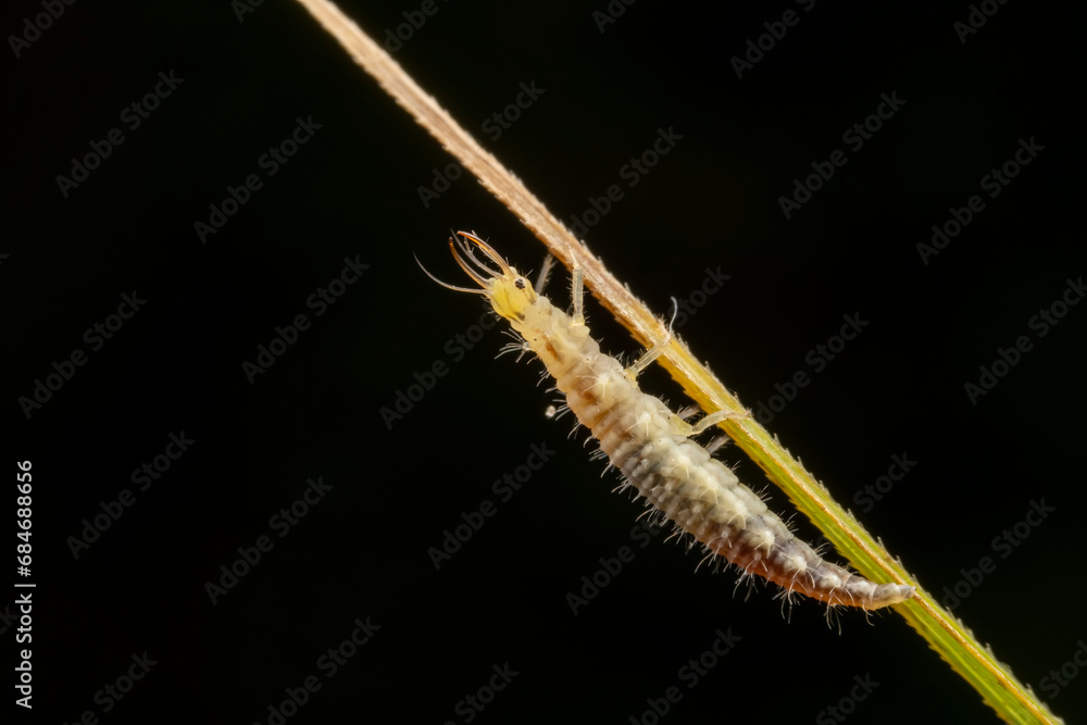 lacewing larvae inhabiting on the leaves of wild plants lacewing larvae inhabiting on the leaves of wild plants