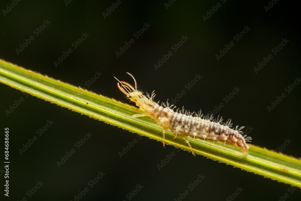 lacewing larvae inhabiting on the leaves of wild plants