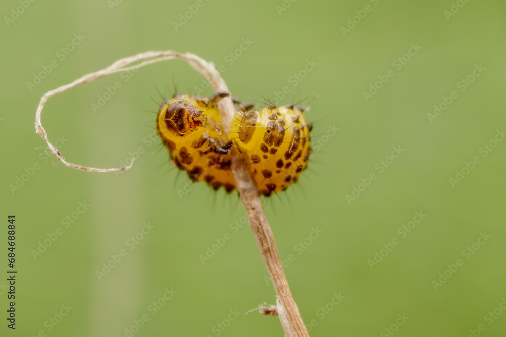 Leaf beetle larvae inhabiting on the leaves of wild plants Leaf beetle larvae inhabiting on the leaves of wild plants