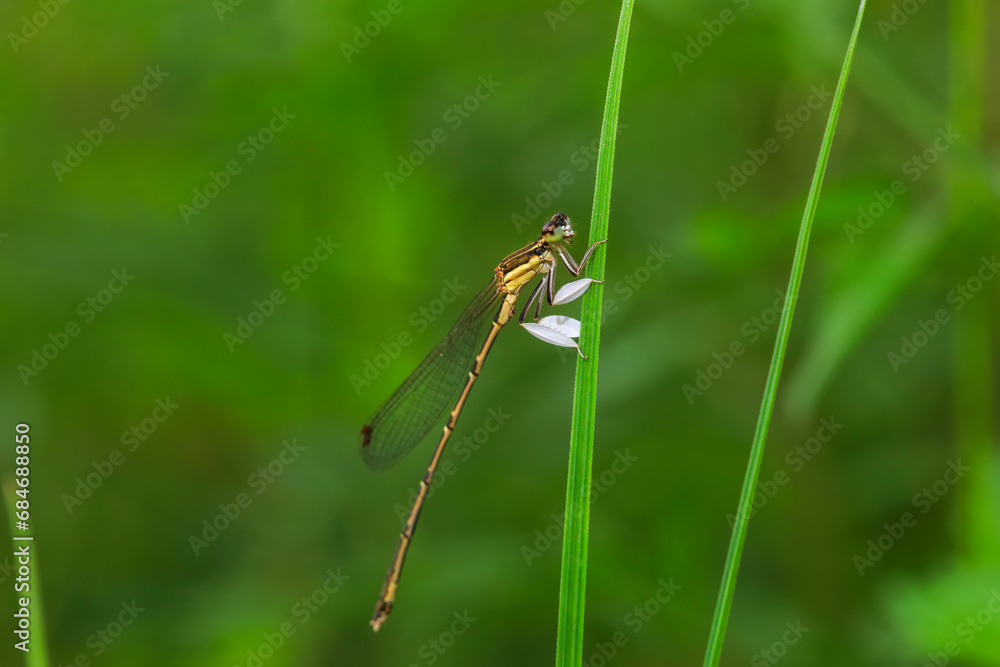 damselfly inhabiting on the leaves of wild plants damselfly inhabiting on the leaves of wild plants