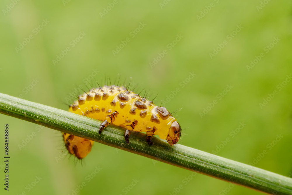 Leaf beetle larvae inhabiting on the leaves of wild plants Leaf beetle larvae inhabiting on the leaves of wild plants