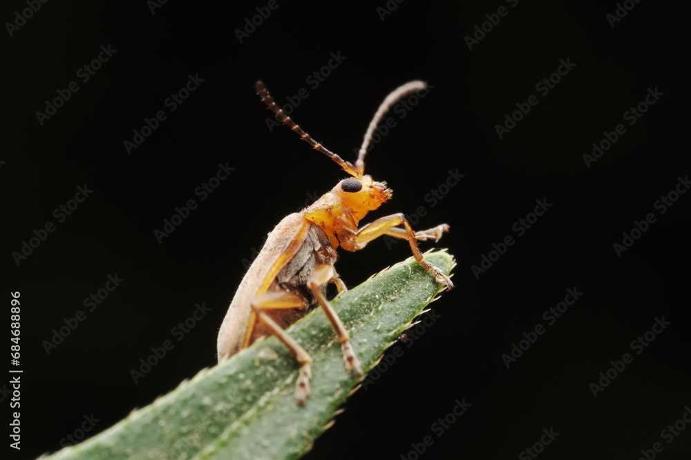 Naklejka premium leaf beetle inhabiting on the leaves of wild plants