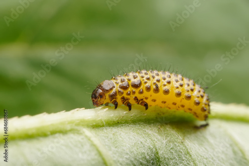 Leaf beetle larvae inhabiting on the leaves of wild plants © zhang yongxin