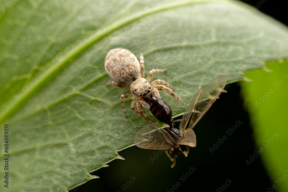 Jumping spiders prey on breed ants Jumping spiders prey on breed ants