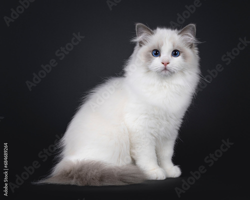 Cute little blue bicolour Ragdoll cat kitten, sitting up side ways. Looking towards camera with deep blue eyes. Isolated on a black background.