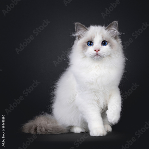 Cute little blue bicolour Ragdoll cat kitten, sitting up facing front with one paw up. Looking towards camera with deep blue eyes. Isolated on a black background.