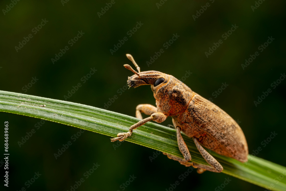 weevil inhabiting on the leaves of wild plants weevil inhabiting on the leaves of wild plants