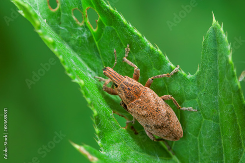 weevil inhabiting on the leaves of wild plants