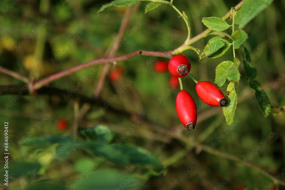Rosehip bush with red ripe fruit, green leaves background