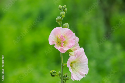 Beautiful hollyhock flowers in the garden
