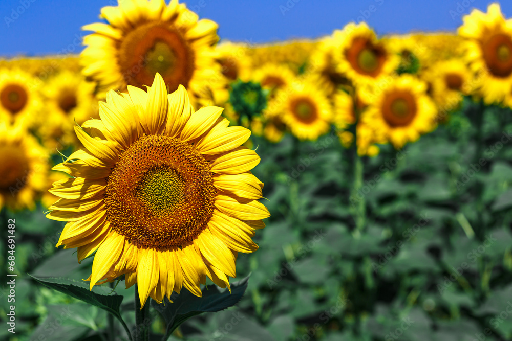Fototapeta premium Agricultural field with yellow sunflowers against the sky with clouds.Sunflower field.Gold sunset. Sunflower closeup.Agrarian industry. Photo of cultivation land.flowers image
