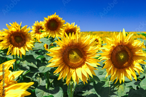 Agricultural field with yellow sunflowers against the sky with clouds.Sunflower field.Gold sunset. Sunflower closeup.Agrarian industry. Photo of cultivation land.flowers image