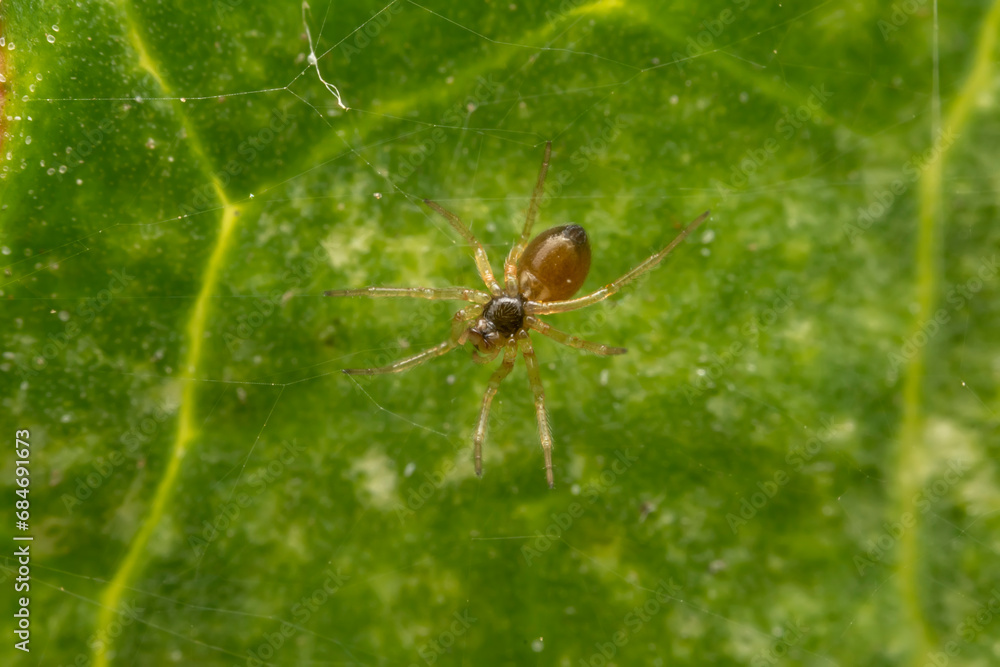 spider inhabiting on the leaves of wild plants spider inhabiting on the leaves of wild plants