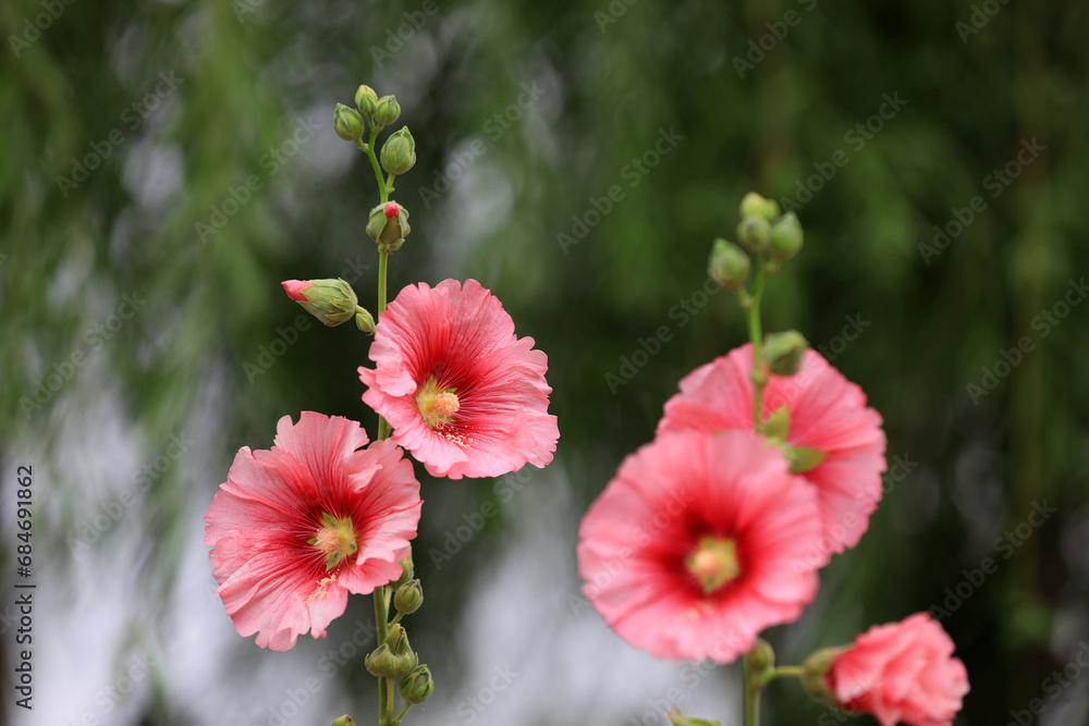 Beautiful hollyhock flowers in the park Beautiful hollyhock flowers in the park