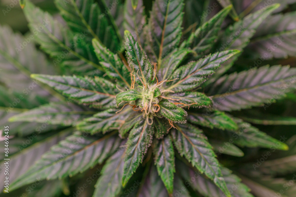 Hemp cones with green and yellow leaves, macro view.Cannabis is a standoff between a drug and a medicine.Female cannabis bush with blooming flowers and white stigmas. Hemp cones with green and yellow leaves, macro view.Cannabis is a standoff between a drug and a medicine.Female cannabis bush with blooming flowers and white stigmas.