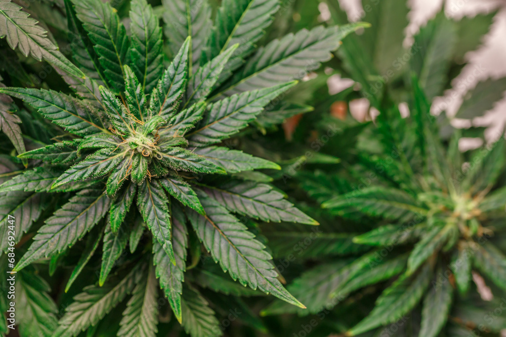 Hemp cones with green and yellow leaves, macro view.Cannabis is a standoff between a drug and a medicine.Female cannabis bush with blooming flowers and white stigmas. Hemp cones with green and yellow leaves, macro view.Cannabis is a standoff between a drug and a medicine.Female cannabis bush with blooming flowers and white stigmas.
