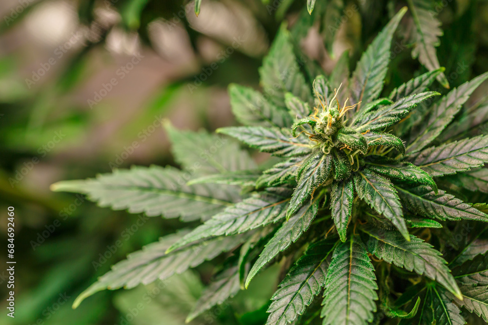 Hemp cones with green and yellow leaves, macro view.Cannabis is a standoff between a drug and a medicine.Female cannabis bush with blooming flowers and white stigmas. Hemp cones with green and yellow leaves, macro view.Cannabis is a standoff between a drug and a medicine.Female cannabis bush with blooming flowers and white stigmas.
