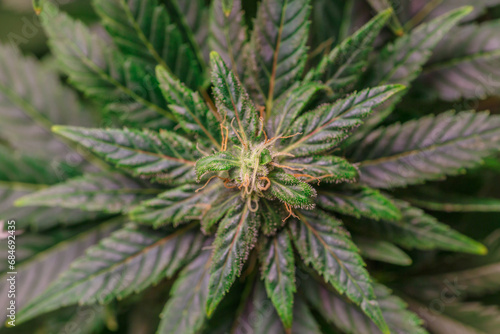 Hemp cones with green and yellow leaves  macro view.Cannabis is a standoff between a drug and a medicine.Female cannabis bush with blooming flowers and white stigmas.