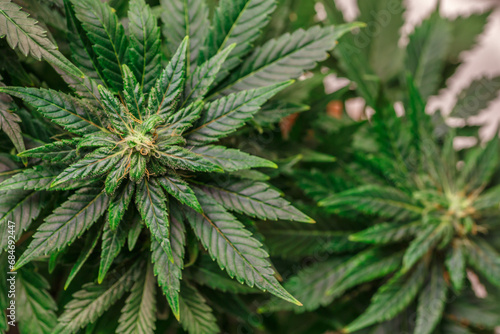 Hemp cones with green and yellow leaves  macro view.Cannabis is a standoff between a drug and a medicine.Female cannabis bush with blooming flowers and white stigmas.