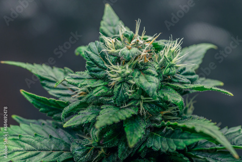 Hemp cones with green and yellow leaves  macro view.Cannabis is a standoff between a drug and a medicine.Female cannabis bush with blooming flowers and white stigmas.