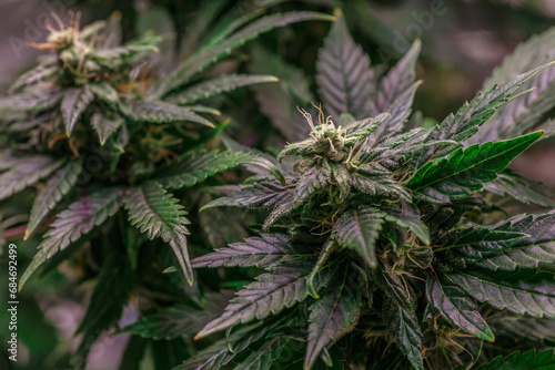 Hemp cones with green and yellow leaves  macro view.Cannabis is a standoff between a drug and a medicine.Female cannabis bush with blooming flowers and white stigmas.