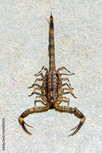 Lesser brown scorpion - Isometrus maculatus photo