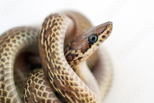 Common wolf snake - Lycodon aulicus
