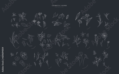 Vector hand drawn cosmetic herbs set. Vintage trendy botanical elements. Hand drawn line leaves branches and blooming. Vector trendy