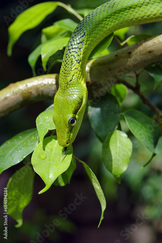 Red-tailed green ratsnake - Gonyosoma oxycephalum