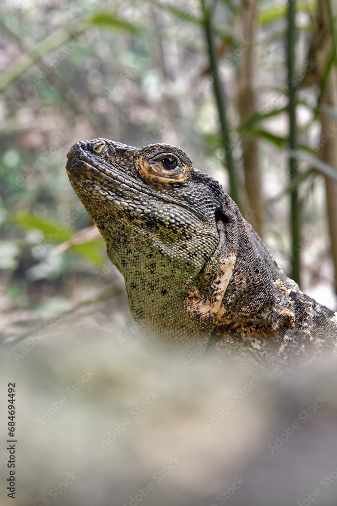 Black spiny-tailed iguana - Ctenosaura similis Black spiny-tailed iguana - Ctenosaura similis