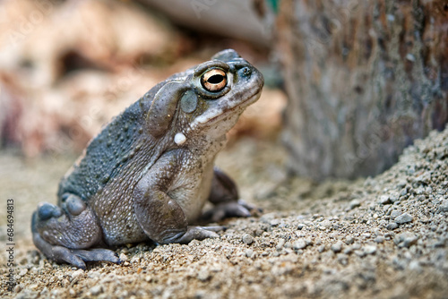 Colorado river toad (or Sonoran desert toad) - Bufo alvarius / Incilius alvarius