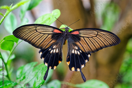 Photos Great mormon butterfly (female) - Papilio memnon