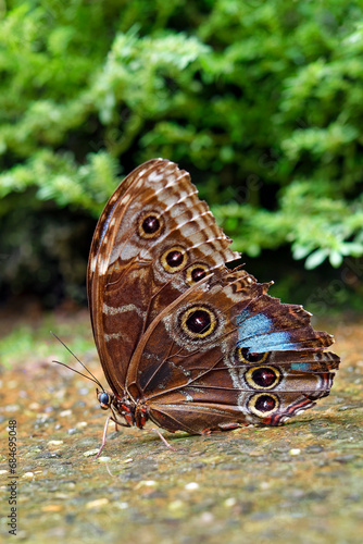 Peleides Blue Morpho Butterfly (underside) - Morpho peleides photo