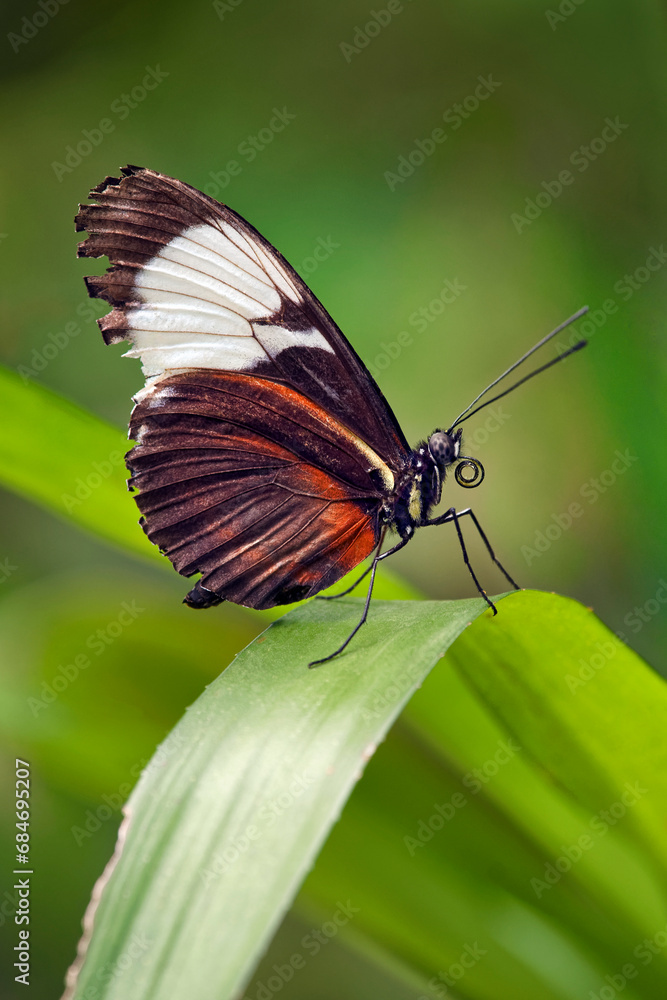 Obraz premium Tiger longwing butterfly - Heliconius hecale