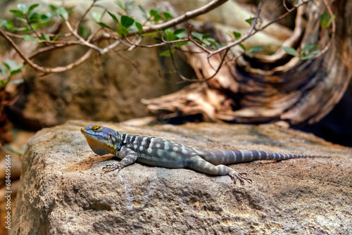 Baja blue rock lizard - Petrosaurus thalassinus photo