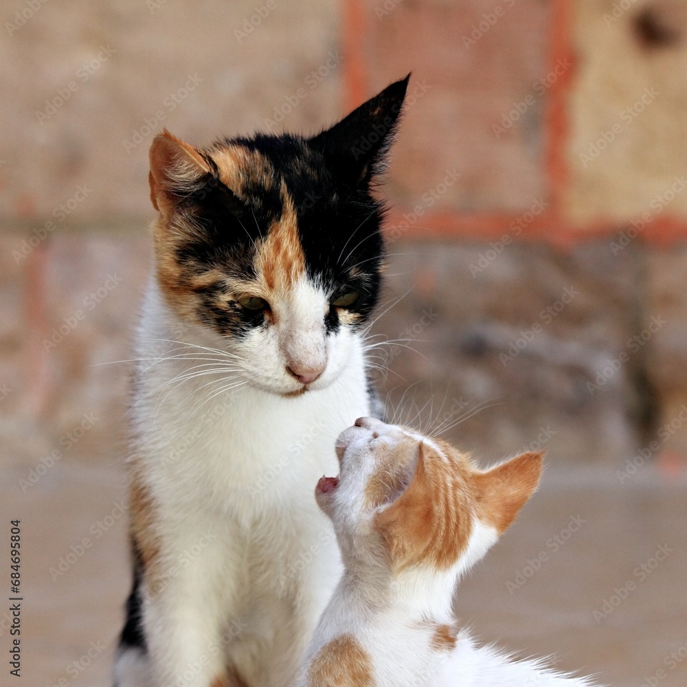Mother cat and its crying kitten. Focus on heads of carying mother cat and begging cute kitty. Mother cat and its crying kitten. Focus on heads of carying mother cat and begging cute kitty.