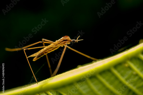 Wallpaper Mural Tipulidae inhabit the leaves of wild plants Torontodigital.ca