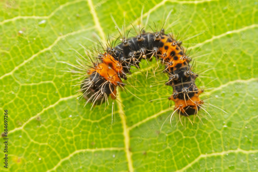 Lepidoptera larvae crawl on the leaves of wild plants for food Lepidoptera larvae crawl on the leaves of wild plants for food