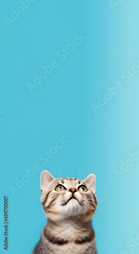 Tabby cat, sitting up facing front. Isolated on a solid blue background with vertical orientation