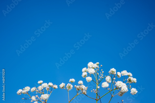 White gypsophila flowers on a blue background with space for text. Floral oil painting style. Background image for the design of a postcard, banner, textile.