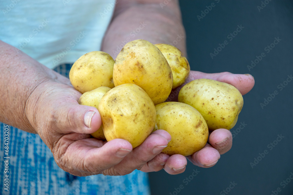 The potato lies in the overworked hands of a chubby woman, close-up. Worker's hands. Organic vegetables. The hands of the one who gives the fruits of his labor. The potato lies in the overworked hands of a chubby woman, close-up. Worker's hands. Organic vegetables. The hands of the one who gives the fruits of his labor.