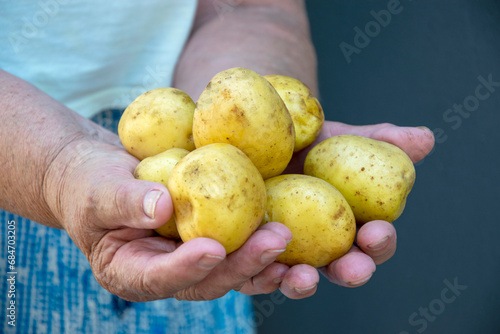 The potato lies in the overworked hands of a chubby woman, close-up. Worker's hands. Organic vegetables. The hands of the one who gives the fruits of his labor.