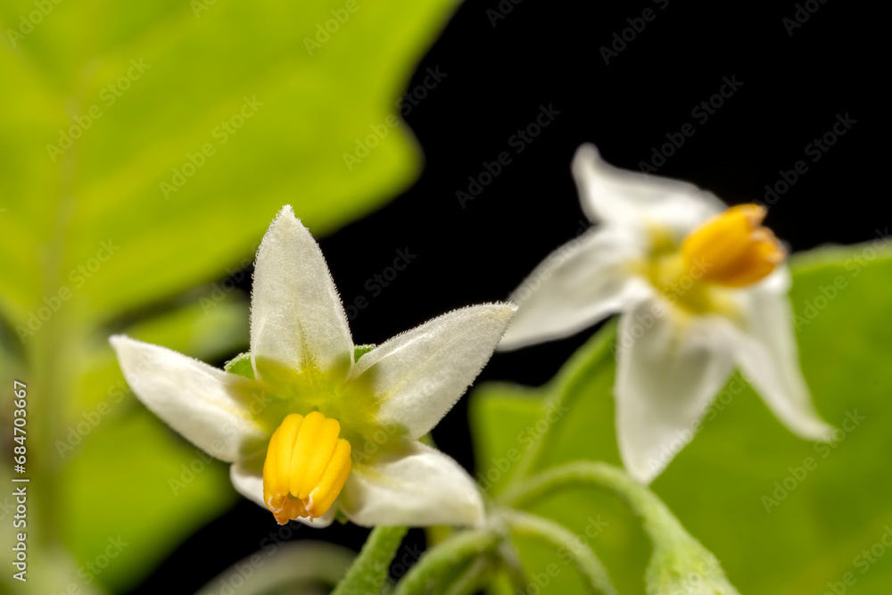 Fototapeta premium Solanum flower in the wild
